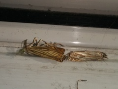 Crambus lathoniellus