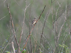 Empidonax albigularis