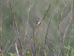 Empidonax albigularis
