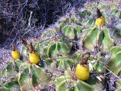 Ferocactus robustus