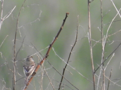 Empidonax albigularis