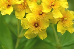 Hypericum swinkianum