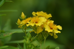 Hypericum swinkianum