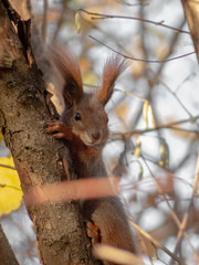 Sciurus vulgaris