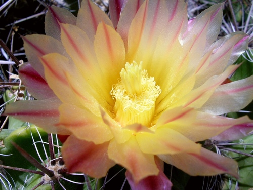 Ferocactus robustus