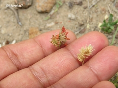 Bouteloua dactyloides