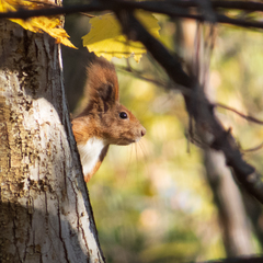 Sciurus vulgaris