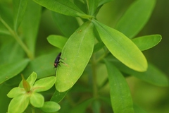 Hypericum swinkianum