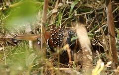 Ianthocincla ocellata