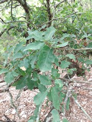 Quercus laceyi