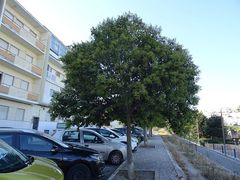 Ligustrum lucidum