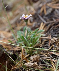 Erigeron algidus