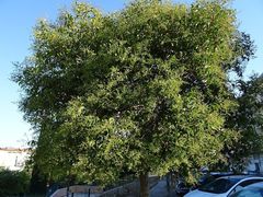 Ligustrum lucidum