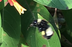 Bombus pensylvanicus