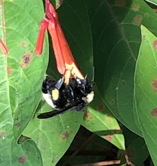 Bombus pensylvanicus