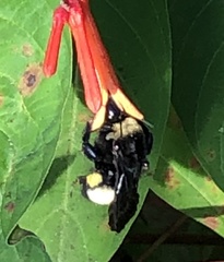 Bombus pensylvanicus