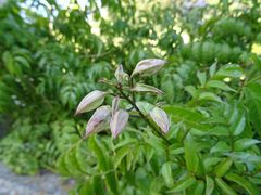 Podranea ricasoliana