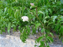 Podranea ricasoliana