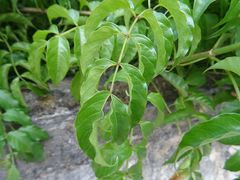 Podranea ricasoliana