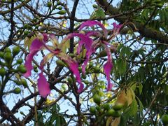 Ceiba speciosa