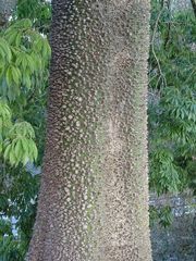 Ceiba speciosa