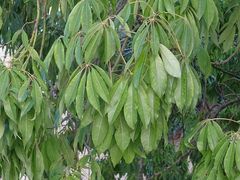 Ceiba speciosa