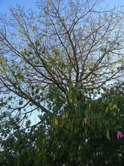 Ceiba speciosa