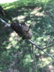 Megalopyge opercularis