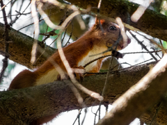 Sciurus vulgaris