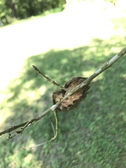 Megalopyge opercularis