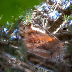 Sciurus vulgaris