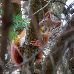 Sciurus vulgaris