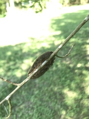 Megalopyge opercularis