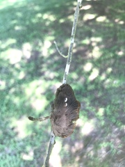 Megalopyge opercularis