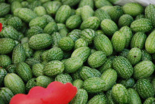 Mexican Sour Gherkin
