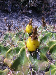 Ferocactus robustus