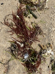 Fucus vesiculosus