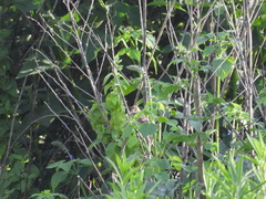 Empidonax albigularis