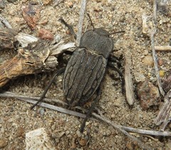 Pelecyphorus fallax