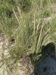 Ammophila