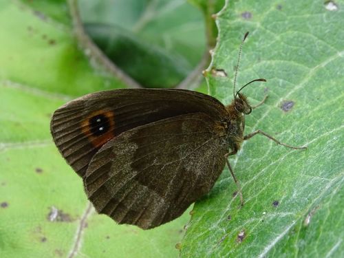 Scotch Argus photo 5