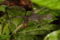 Enyalioides