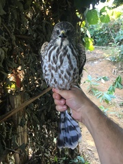 Accipiter brevipes