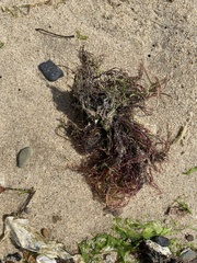 Sarcodiotheca gaudichaudii