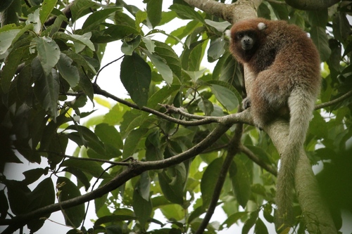 Bolivian Gray Titi