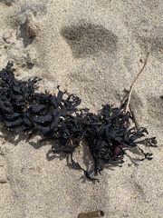 Fucus vesiculosus