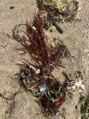 Sarcodiotheca gaudichaudii