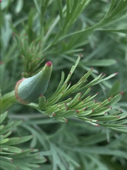 Eschscholzia