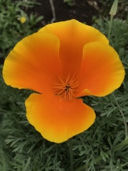 Eschscholzia