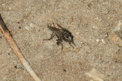 Dysmachus trigonus
